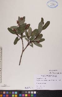 Salix pedicellaris image