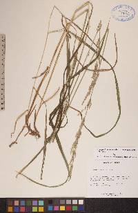 Arctagrostis latifolia subsp. arundinacea image