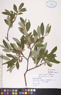 Salix planifolia image