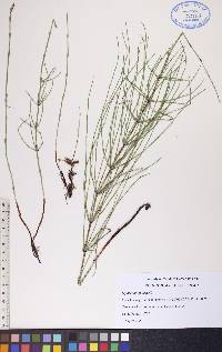 Equisetum palustre image