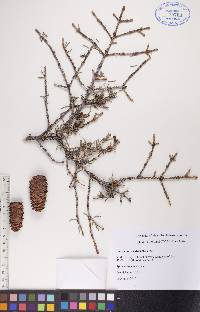 Picea glauca image