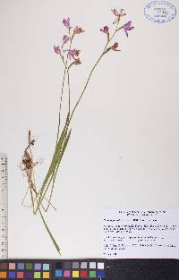 Calopogon tuberosus var. tuberosus image