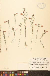Agalinis tenuifolia var. parviflora image