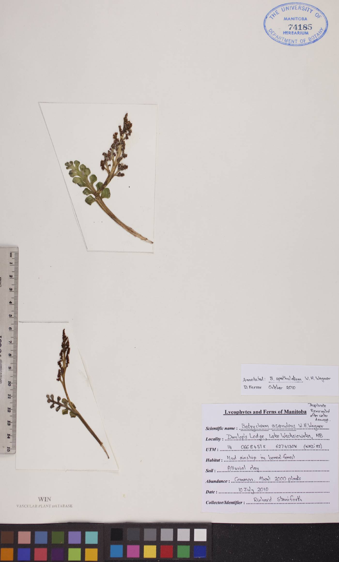 Botrychium spathulatum image