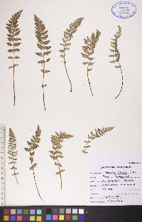 Woodsia ilvensis image