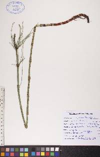 Equisetum fluviatile image