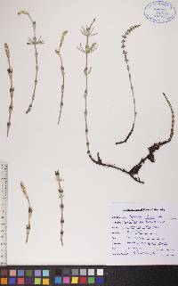 Equisetum pratense image