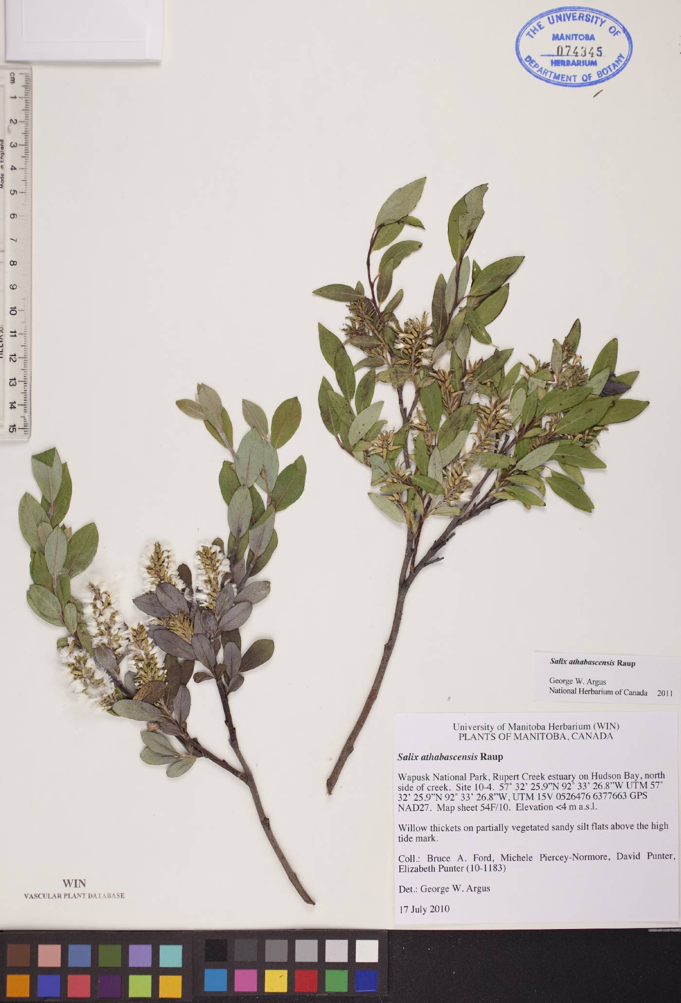 Salix athabascensis image