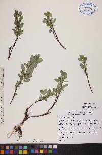 Salix athabascensis image