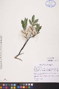 Salix planifolia image