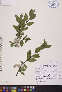 Salix planifolia image