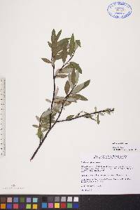 Salix planifolia image