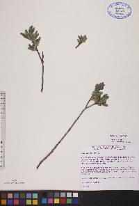 Salix pedicellaris image