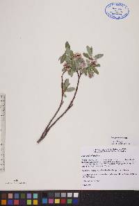 Salix pedicellaris image