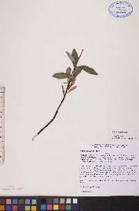 Salix planifolia image