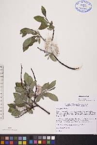 Salix planifolia image