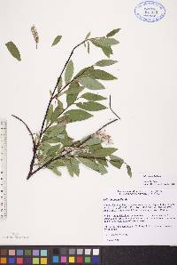 Salix planifolia image