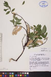 Salix planifolia image