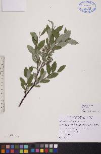 Salix brachycarpa image