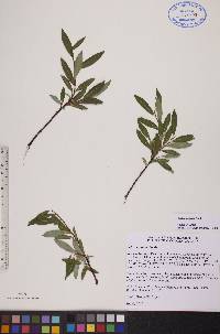 Salix planifolia image