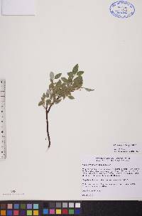 Salix arctophila image