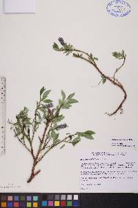 Salix arctophila image