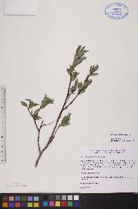 Salix arbusculoides image