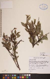 Salix planifolia image