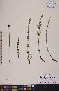 Equisetum × litorale image