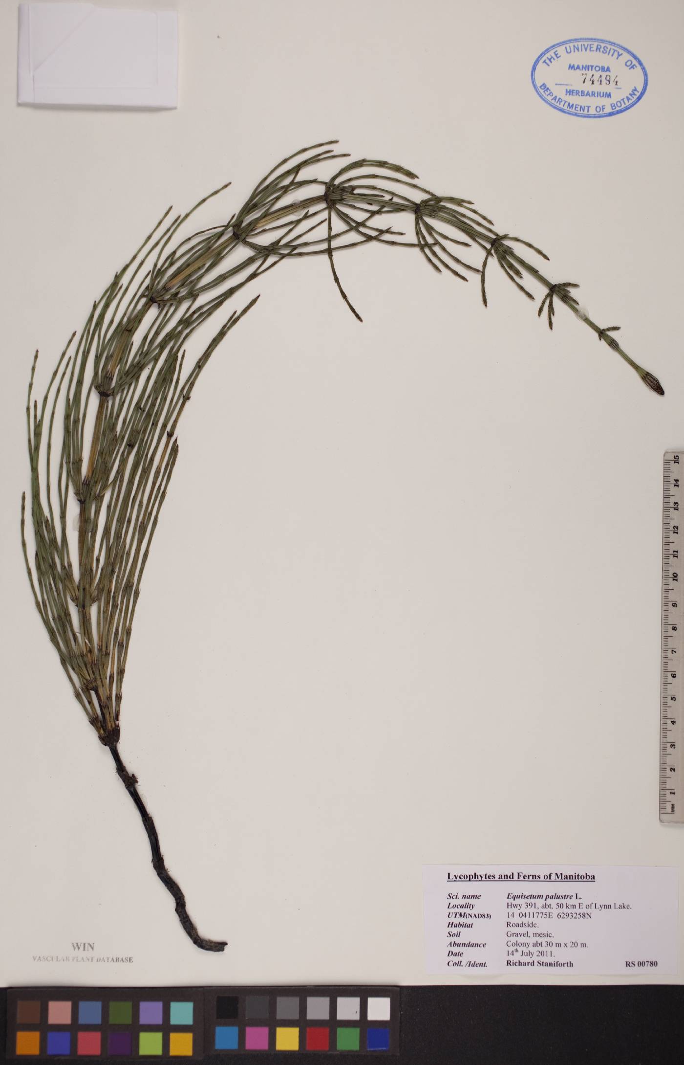 Equisetum palustre image