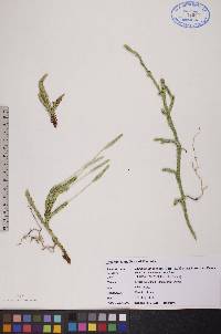 Lycopodium lagopus image