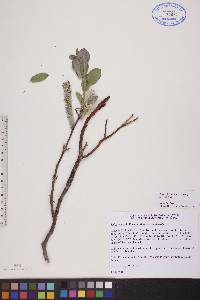 Salix calcicola image