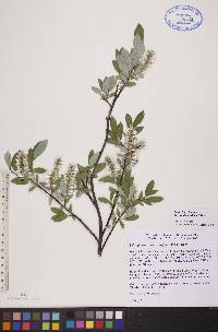 Salix glauca image