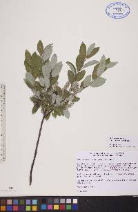 Salix glauca var. cordifolia image