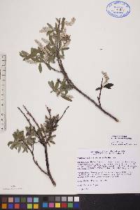 Salix glauca var. cordifolia image