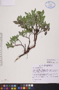 Salix myrtillifolia image