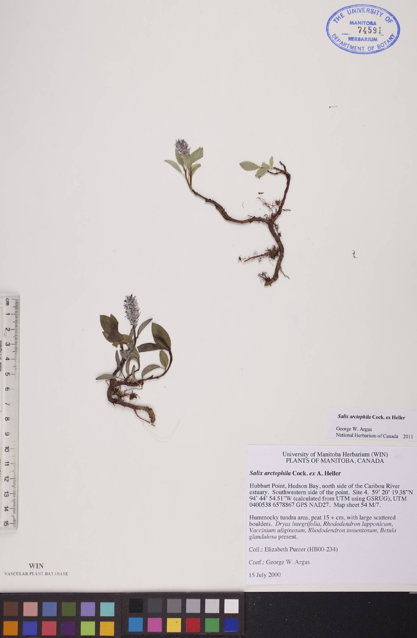Salix arctophila image