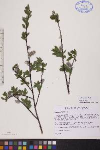 Salix planifolia image