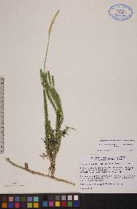 Lycopodium lagopus image