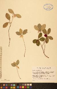 Gaultheria procumbens image