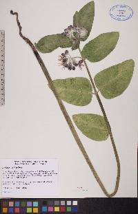 Asclepias speciosa image