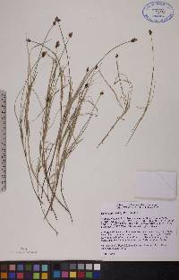 Carex chordorrhiza image