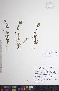 Gentianella propinqua subsp. propinqua image