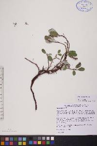 Salix reticulata image