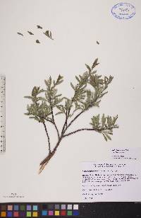 Salix brachycarpa image