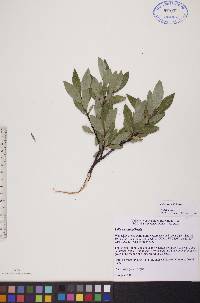 Salix planifolia image