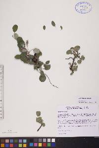 Salix reticulata image