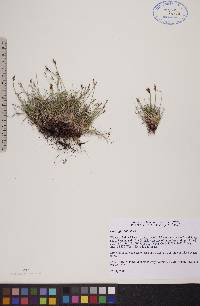 Carex glacialis image