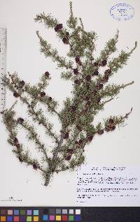 Larix laricina image