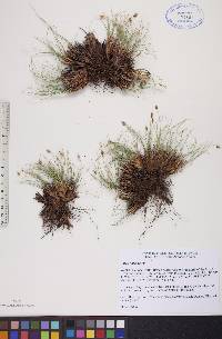 Carex nardina image